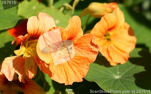 Image of nasturtian flowers