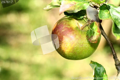 Image of apple on the tree