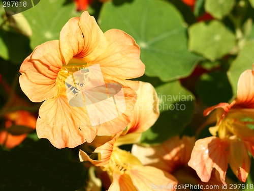 Image of nasturtian flowers