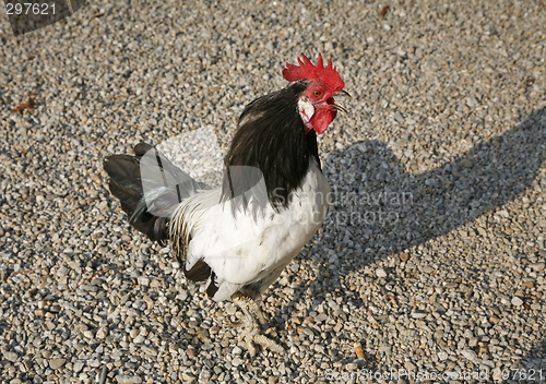 Image of Crowing rooster