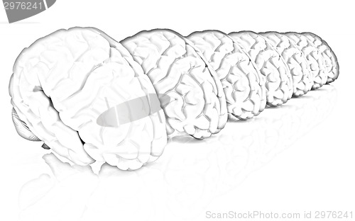 Image of Human brains
