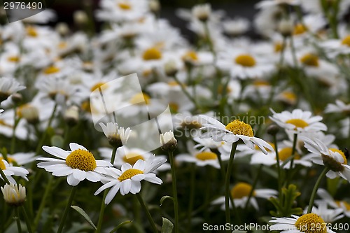 Image of daisies