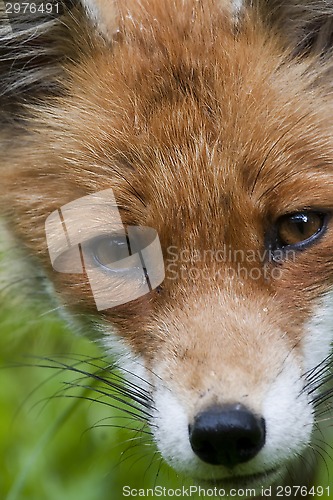 Image of foxes face