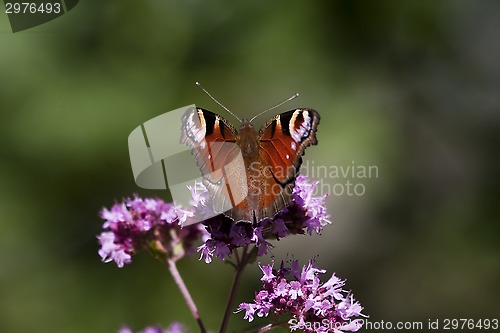 Image of peacock butterfly