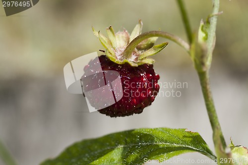 Image of wild strawberry