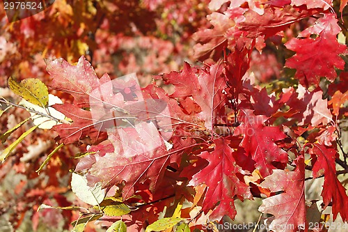 Image of Oak twig with bright red leaves