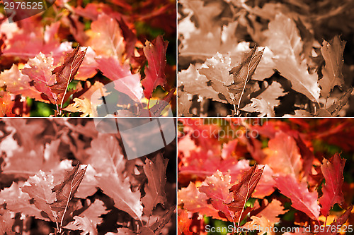 Image of Autumn oak leaves in four variants