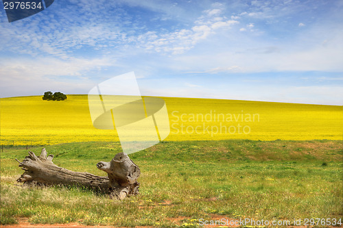 Image of Healthy Canola Fields