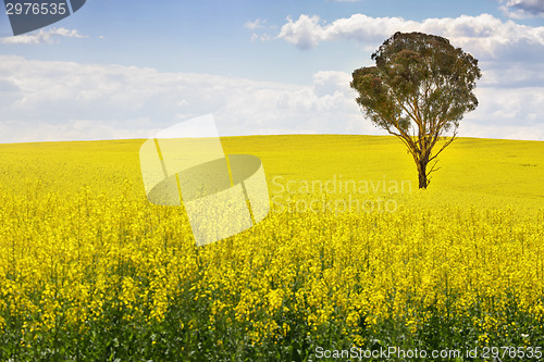 Image of Australian gum tree in field of canola