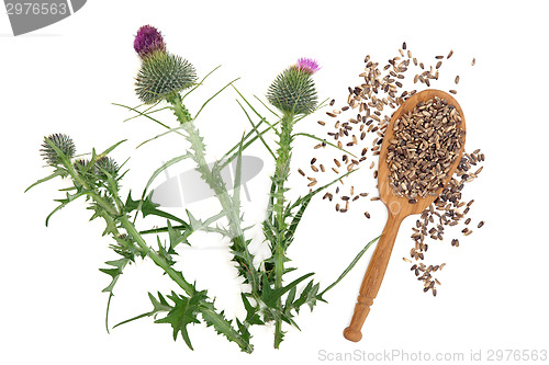 Image of Milk Thistle Herb