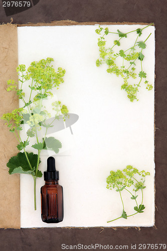Image of Ladys Mantle Herb 