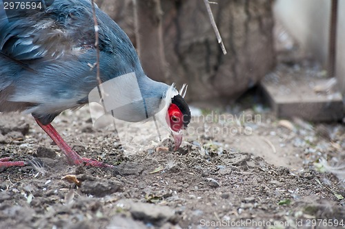 Image of Pheasant