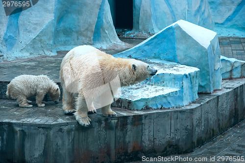 Image of White bears