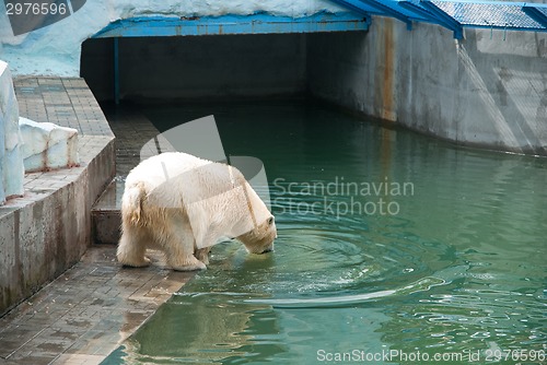 Image of White bear