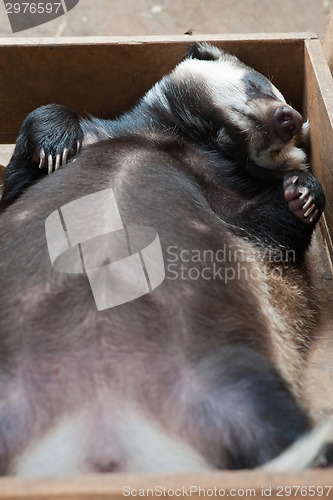 Image of sleeping badger