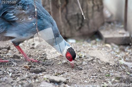 Image of Pheasant