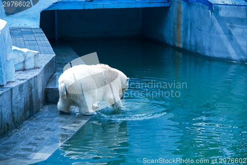 Image of White bear