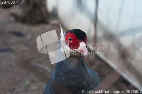 Image of Pheasant