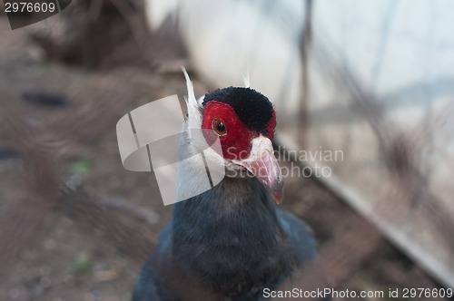 Image of Pheasant