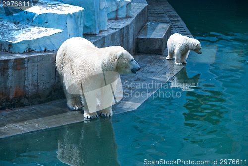 Image of White bears