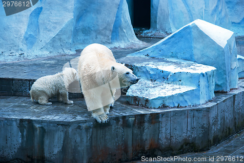 Image of White bears