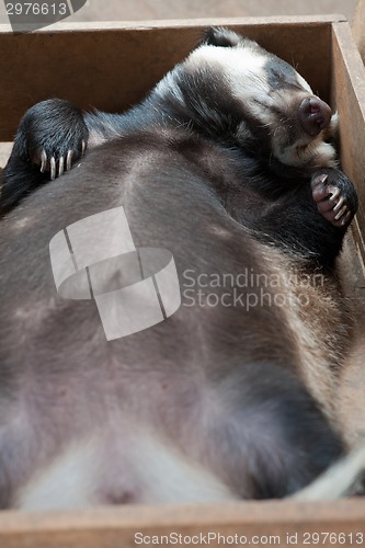 Image of sleeping badger