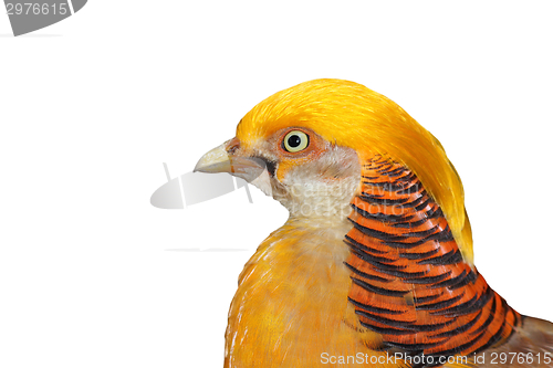 Image of portrait of a golden pheasant