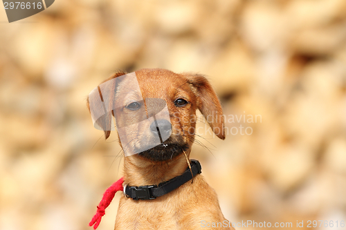 Image of portrait of cute doggy