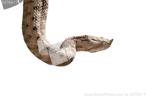 Image of isolated nose horned viper