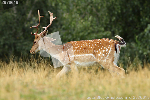 Image of fallow deer stag walking on clearing