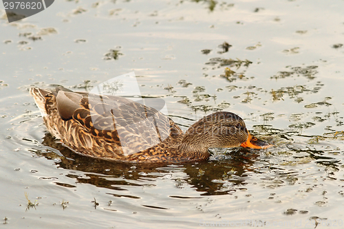 Image of mallard duck searching for food