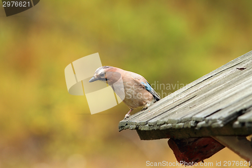 Image of european jay on old roof