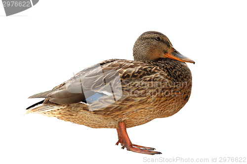 Image of female mallard isolated over white