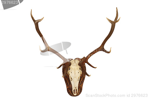 Image of majestic red deer stag hunting trophy