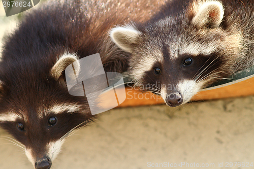 Image of raccoons at the zoo