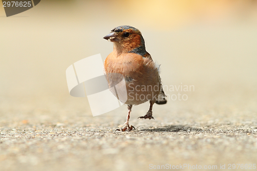 Image of male common chaffinch on park alley