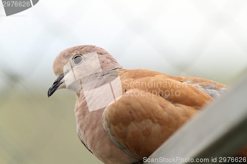 Image of portrait of eurasian collared dove