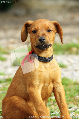 Image of beige puppy 