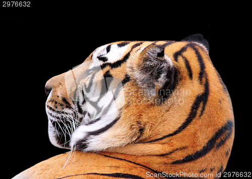 Image of tiger head on dark background