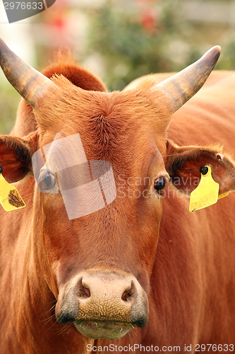 Image of zebu cow head