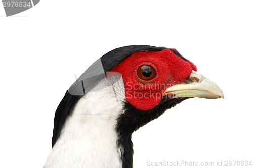 Image of silver pheasant isolated portrait