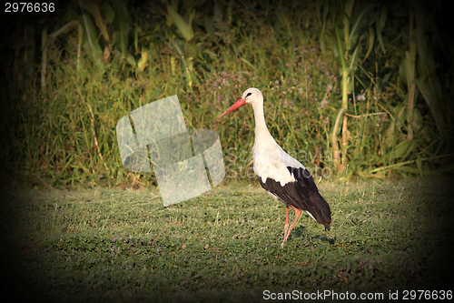 Image of beautiful stork on meadow