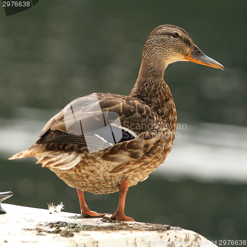 Image of female mallard on a white boat