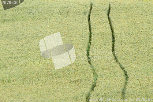 Image of wheat green field with tractor trace