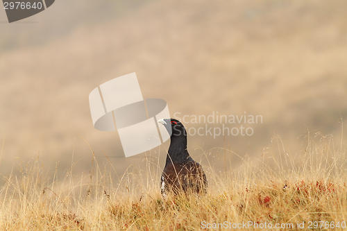 Image of tetrao urogallus in fall season