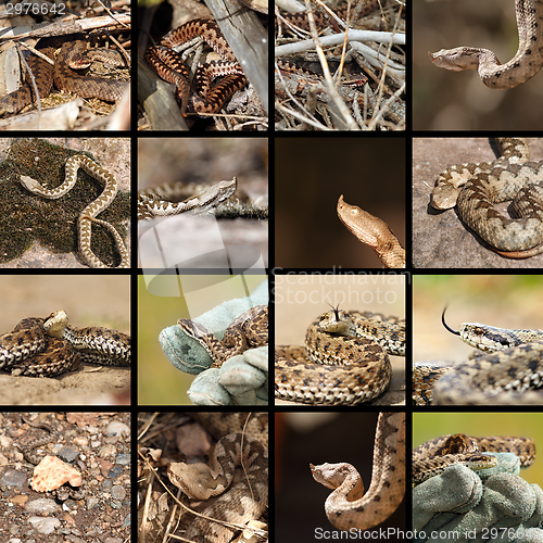 Image of collection of romanian vipers