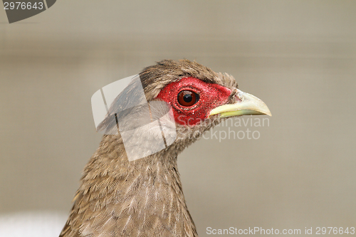 Image of portrait of a female silver pheasant