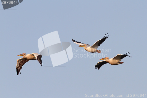 Image of great pelicans flying in formation