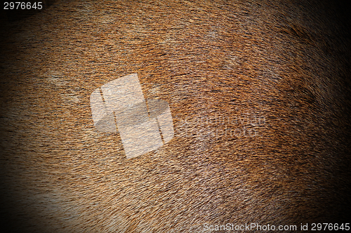 Image of texture of dama fur