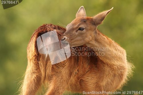 Image of female fallow deer scratching